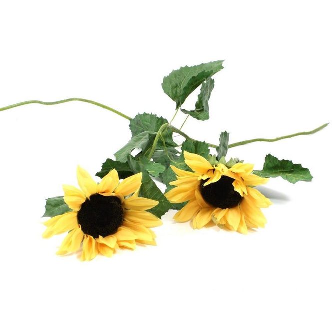 Hovedbilde Solsikker